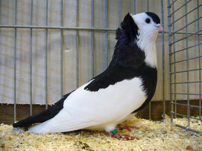 Ortsschau Langenberg 2008 217.jpg - Felegyharzer Tümmler schwarz von Maik Lütkehellweg Preis HV 96 SE